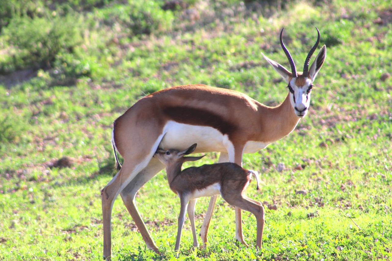 Kgalagadi Lodge Askham Екстер'єр фото