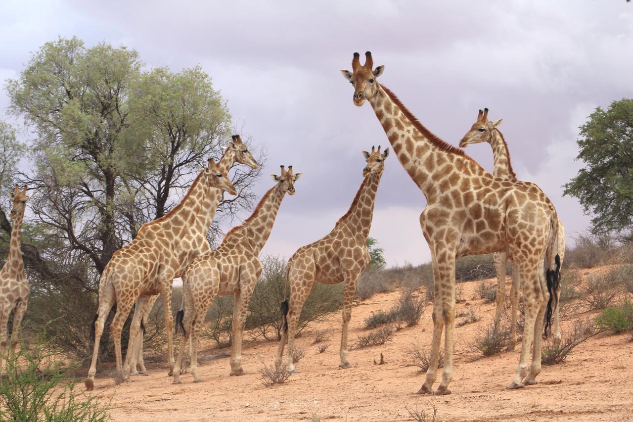 Kgalagadi Lodge Askham Екстер'єр фото