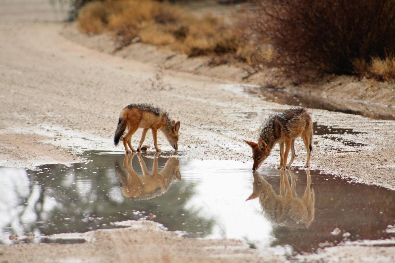 Kgalagadi Lodge Askham Екстер'єр фото